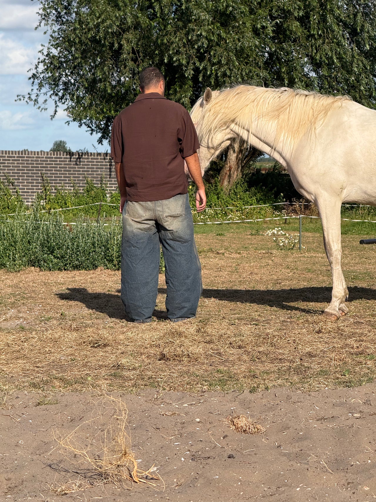 Farja paarden coaching