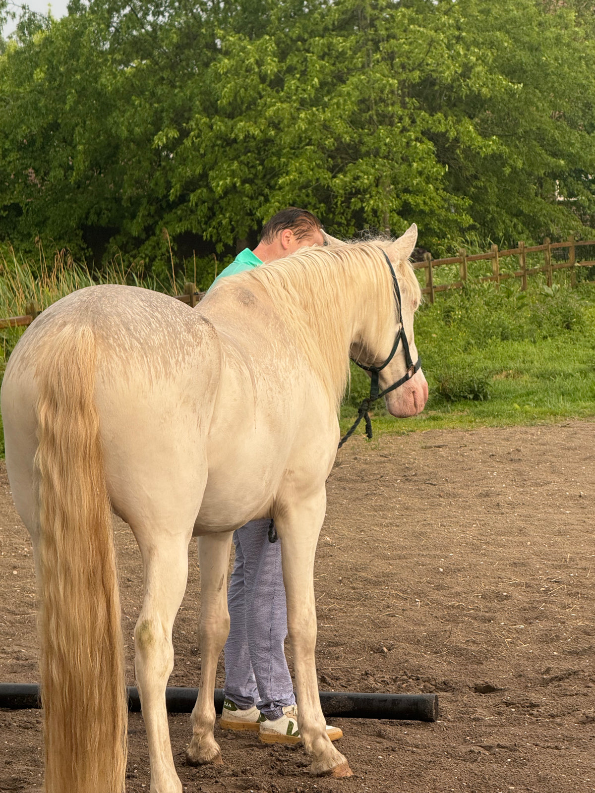 a man standing next to a horse