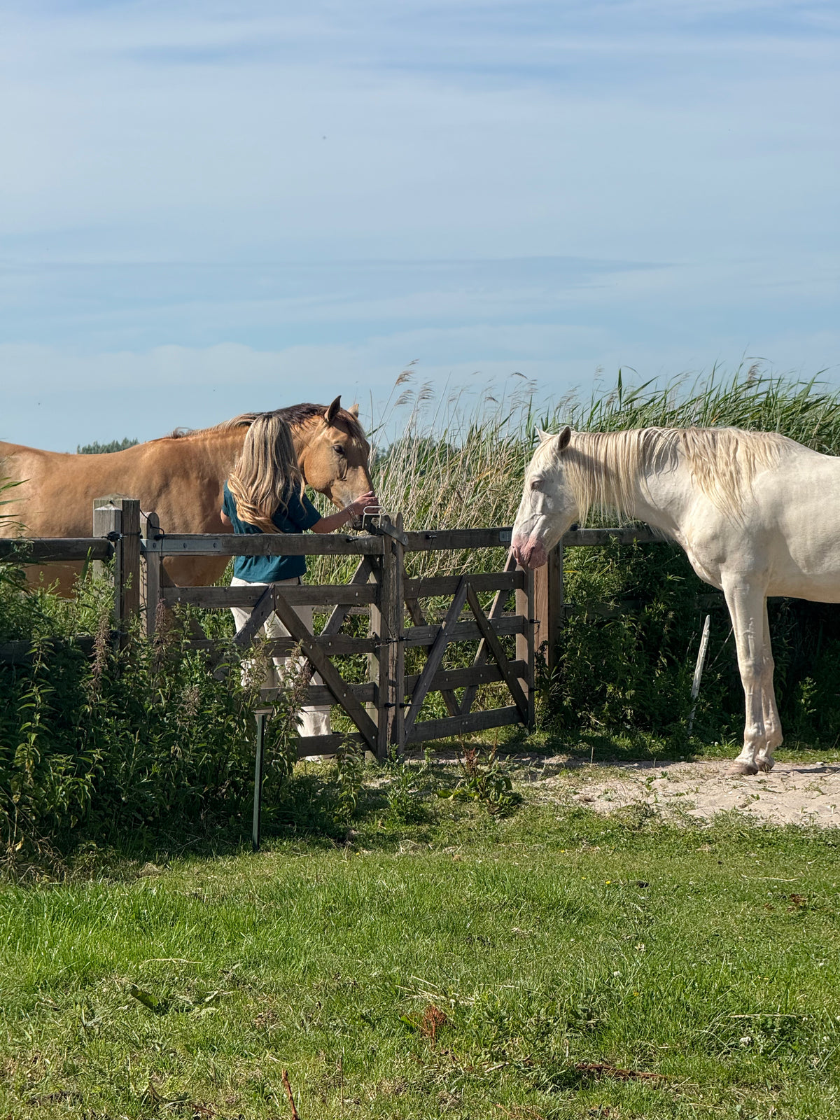 a couple of horses in a fenced in area