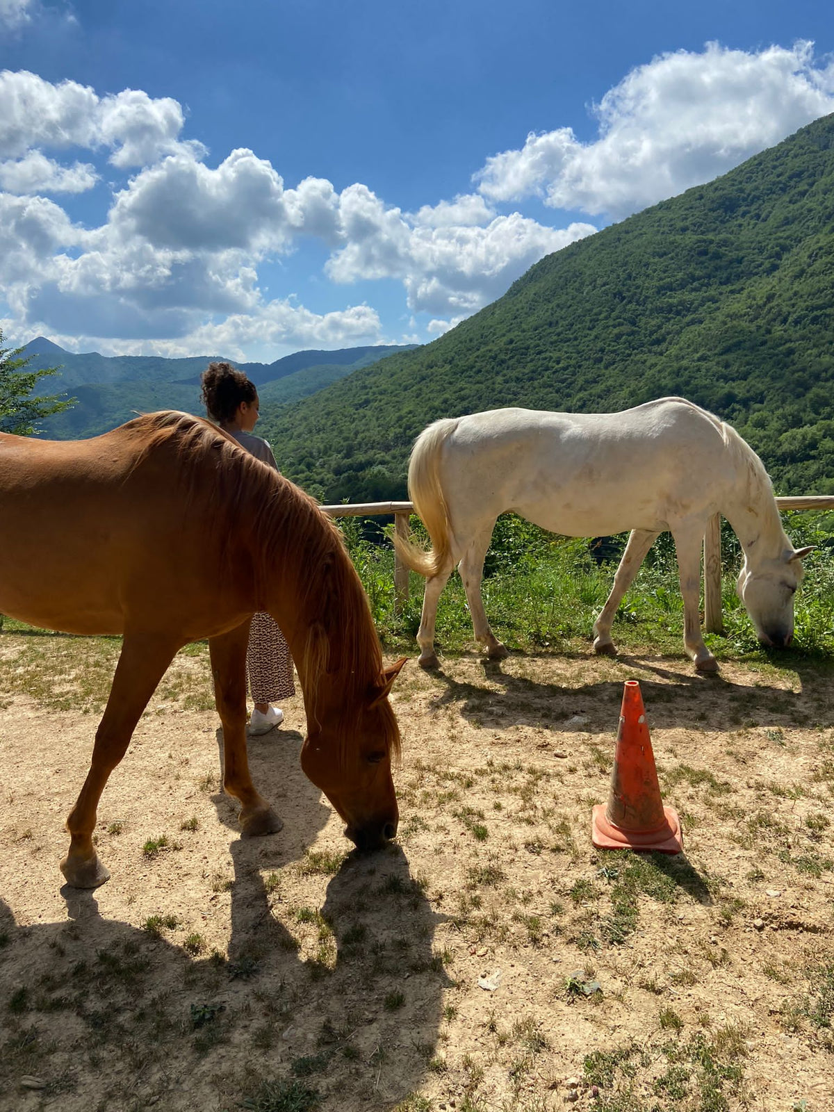 a group of horses eating grass
